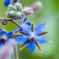 Borago officinalis - Bourrache Bleu et Blanche - Graines de fleurs annuelles