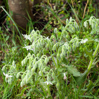 Bourrache Bleu et Blanche - Borago officinalis - Bakker