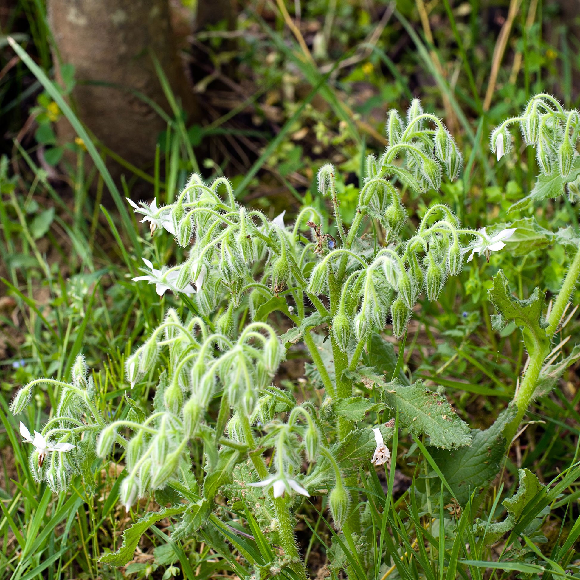 Bourrache Bleu et Blanche - Borago officinalis - Bakker