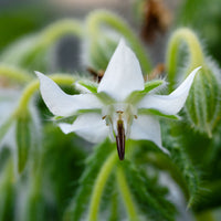 Graines de fleurs annuelles - Bourrache Bleu et Blanche - Borago officinalis