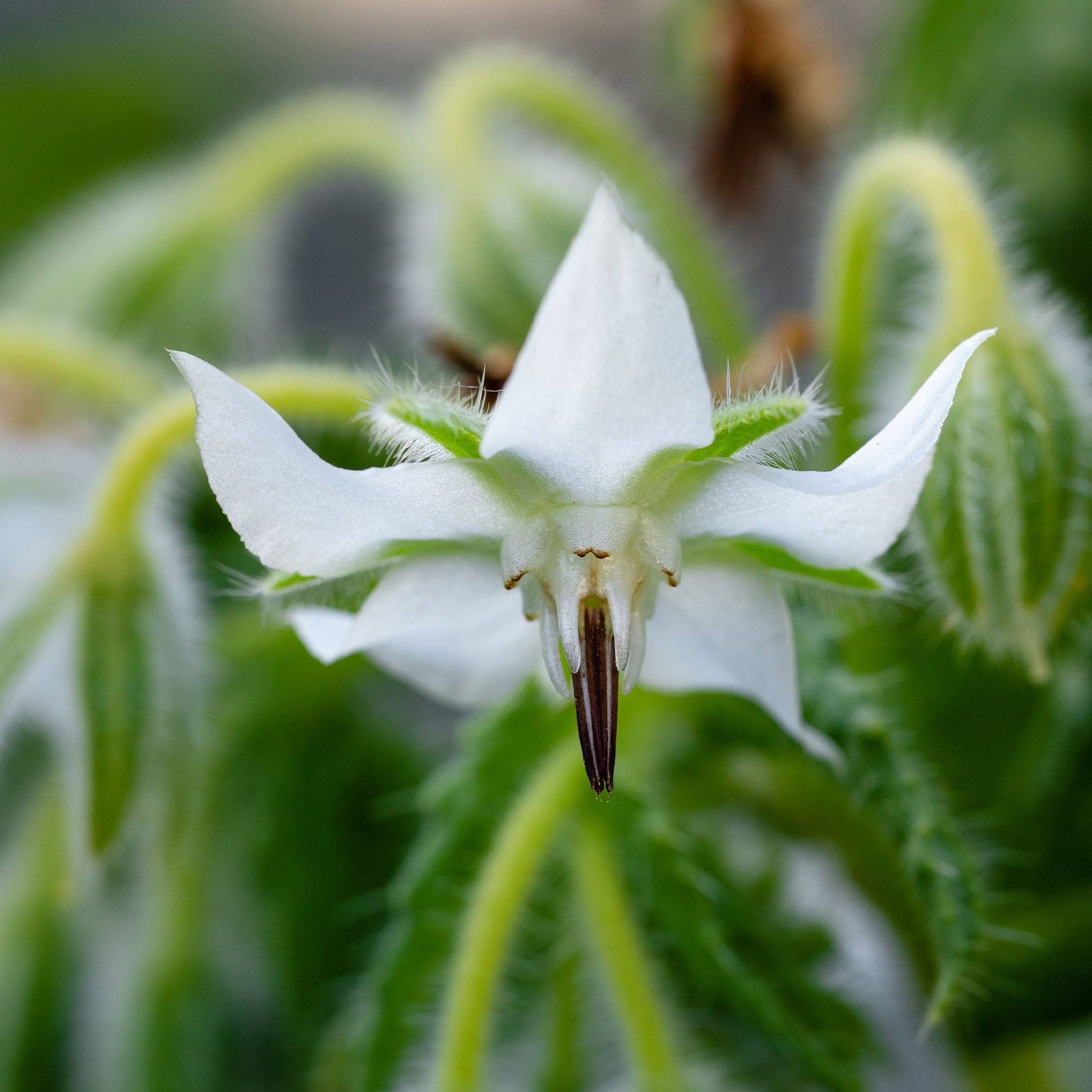 Graines de fleurs annuelles - Bourrache Bleu et Blanche - Borago officinalis