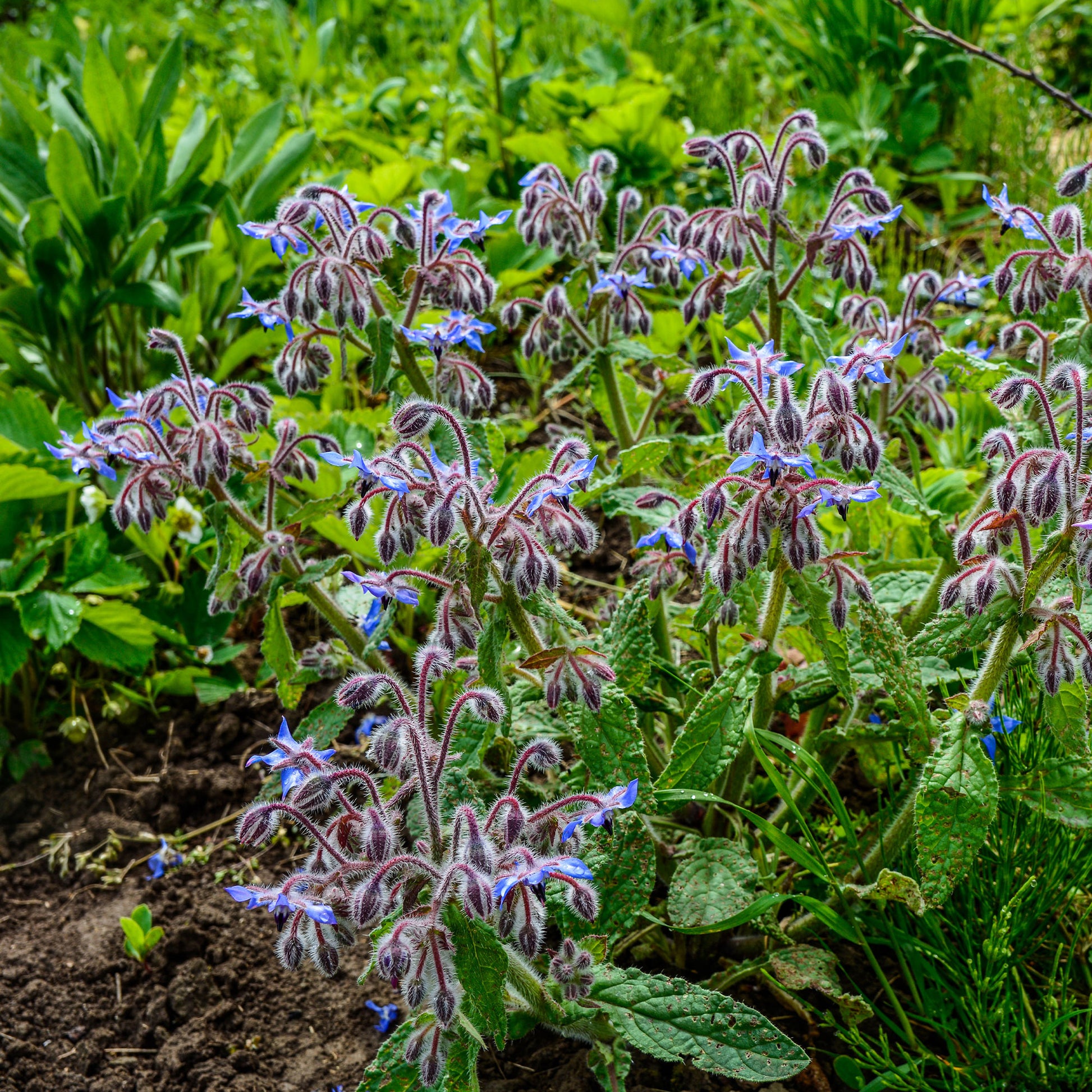 Vente Bourrache Bleu et Blanche - Borago officinalis