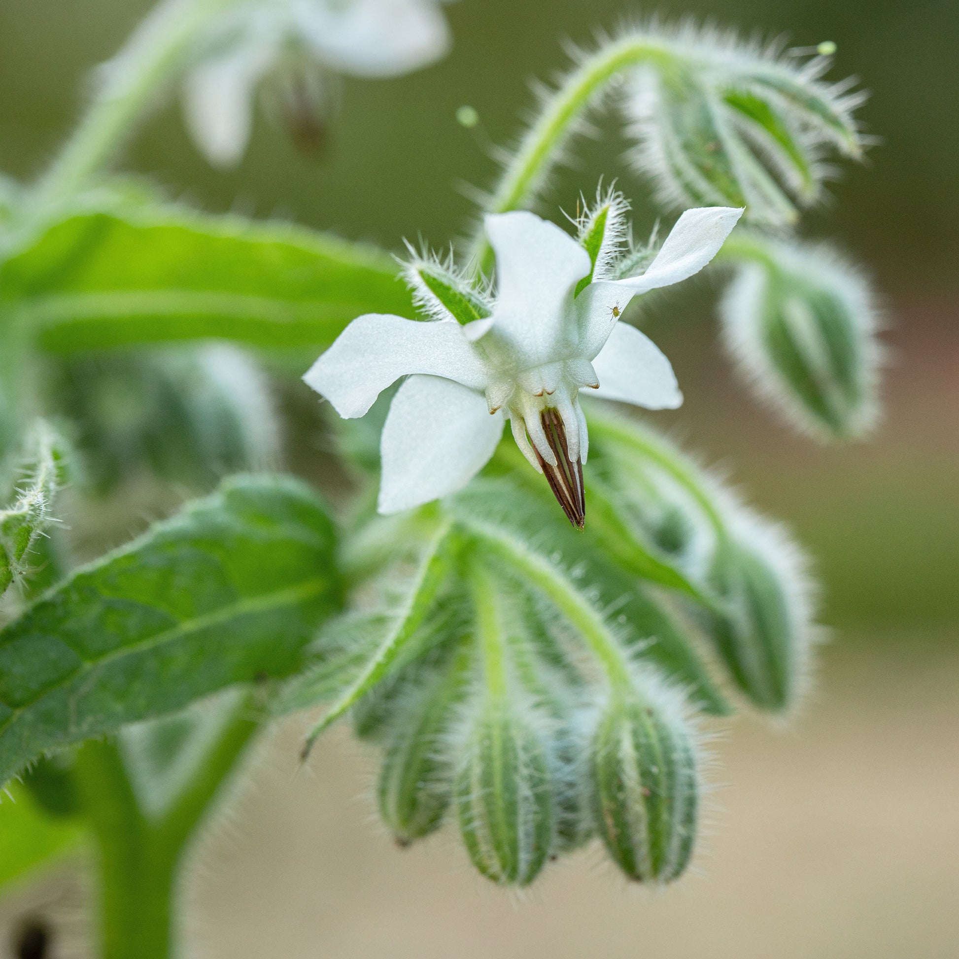 Vente Bourrache Bleu et Blanche