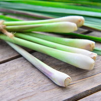 Cymbopogon flexuosus - Citronnelle - Graines d'aromatiques