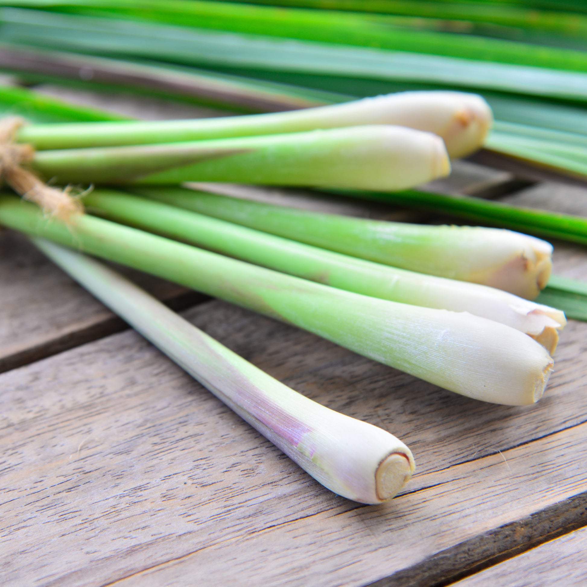 Cymbopogon flexuosus - Citronnelle - Graines d'aromatiques