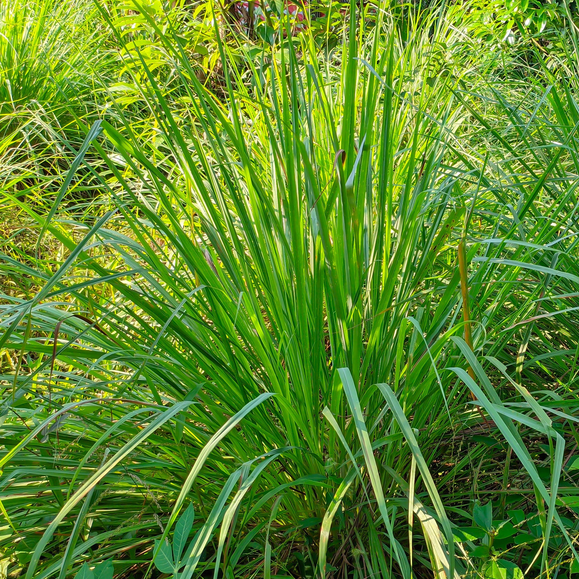 Vente Citronnelle - Cymbopogon flexuosus