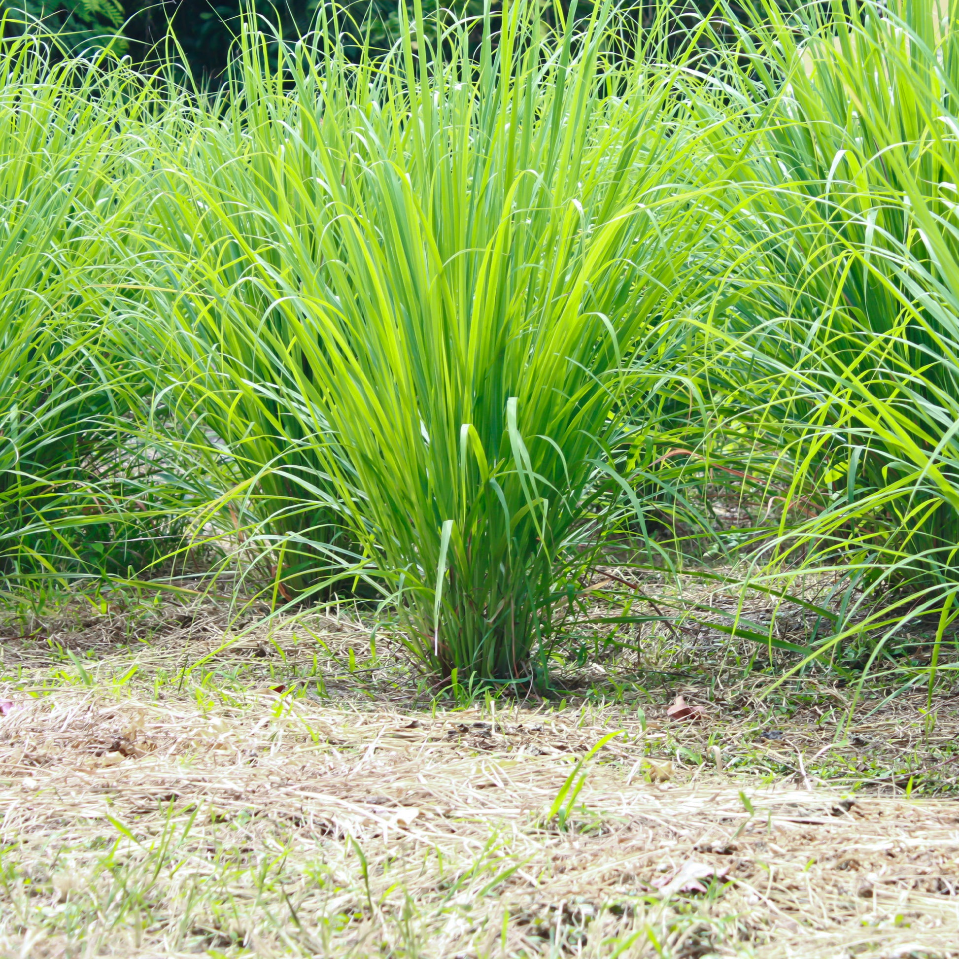 Citronnelle - Cymbopogon flexuosus - Bakker