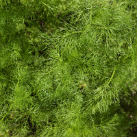 Aneth Bouquet Compatto - Anethum graveolens compatto - Bakker