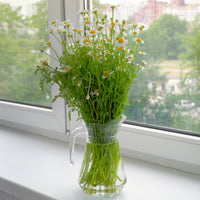 Matricaria recutita - Camomille Allemande Bio - Graines de fleurs pour massifs et bordures