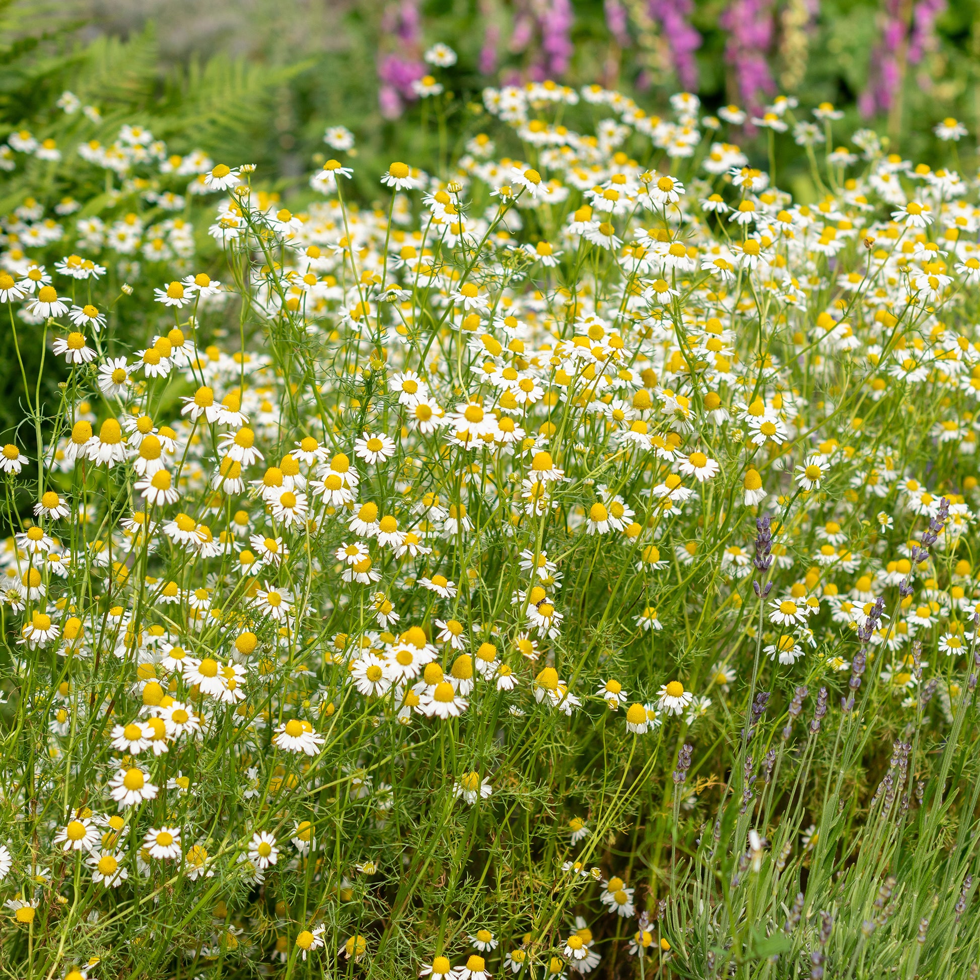 Camomille Allemande Bio - Matricaria recutita - Bakker