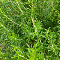 Graines d'aromatiques - Romarin - Salvia rosmarinus