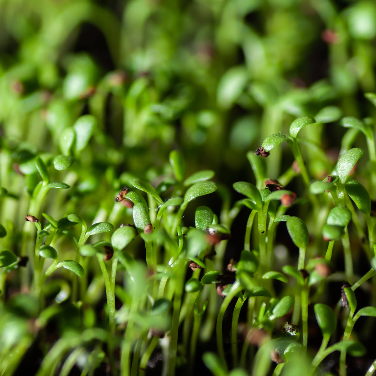 Cresson alénois commun Bio - Lepidium sativum - Bakker