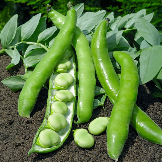 Fève améliorée Driemaal Wit - Bakker