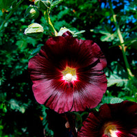 Alcea rosea var. nigra - Rose Trémière simple noir Jet Black - Graines de fleurs pour massifs et bordures