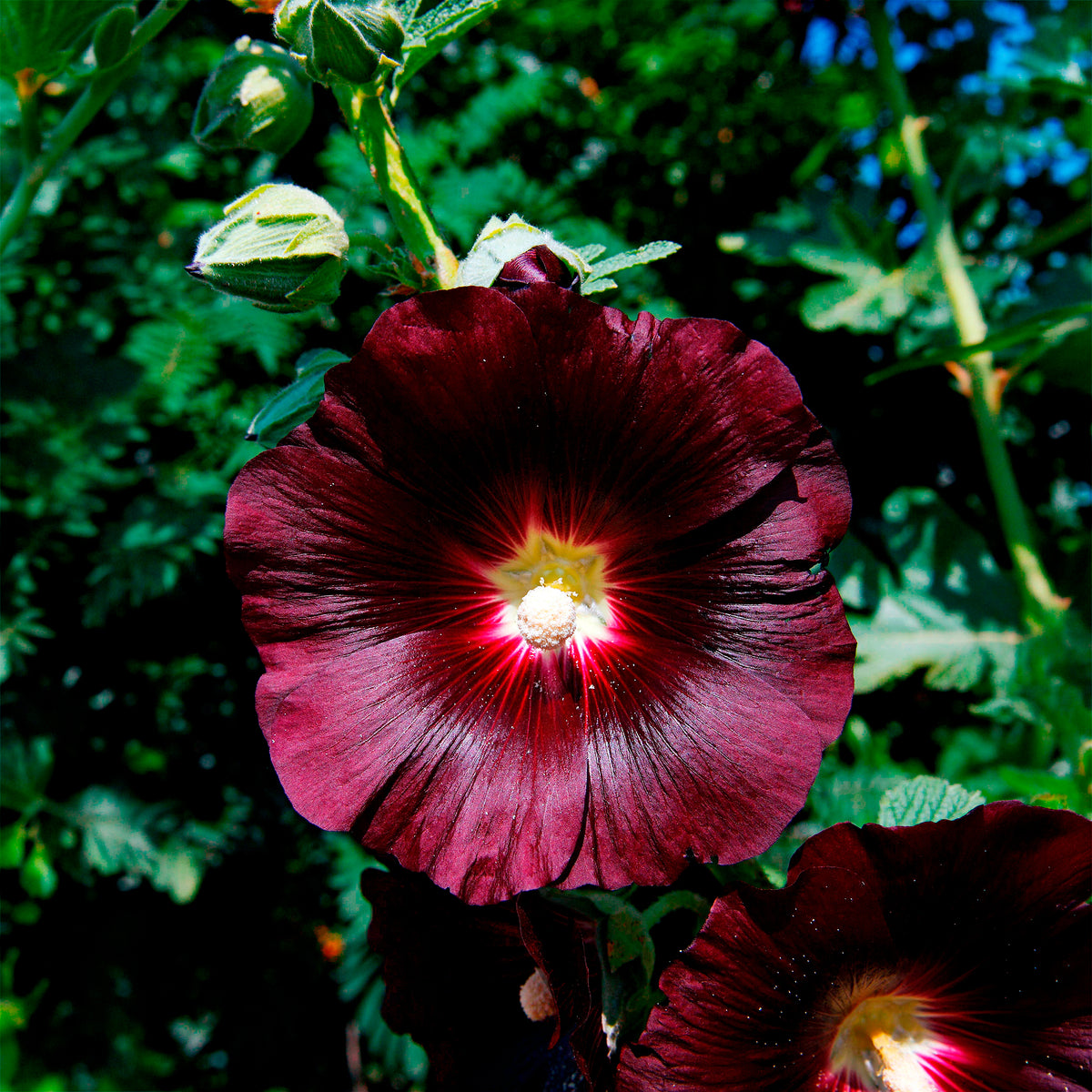 Alcea rosea var. nigra - Rose Trémière simple noir Jet Black - Graines de fleurs pour massifs et bordures