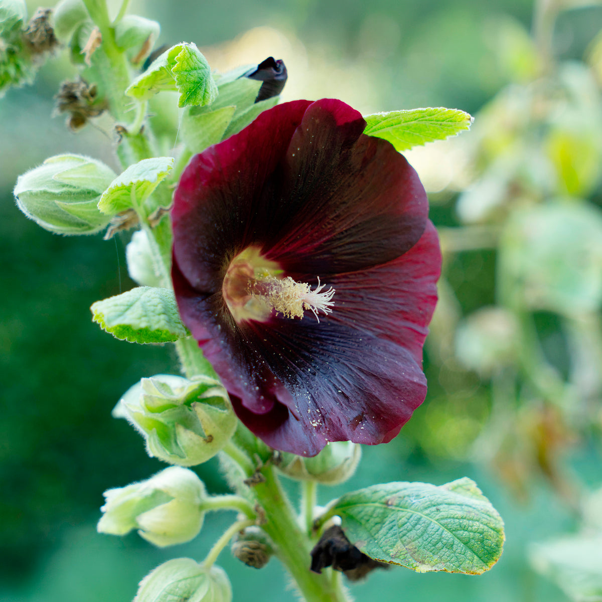Rose Trémière simple noir Jet Black - Alcea rosea var. nigra - Bakker