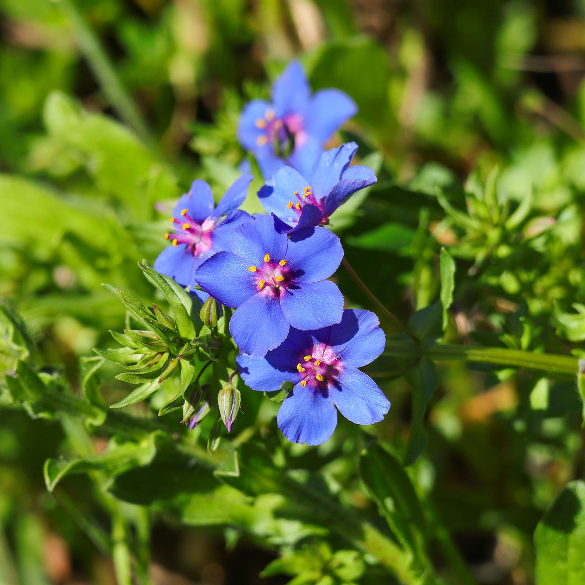 Mouron à grandes fleurs Blue Noon - Bakker