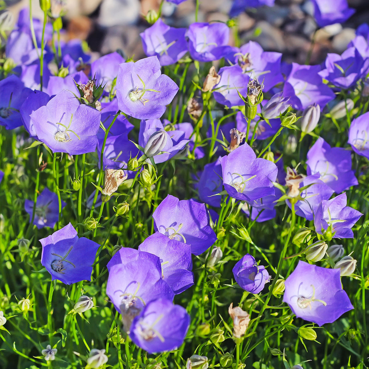 Campanule bleue des monts Carpathes vivace - Campanula carpatica - Bakker