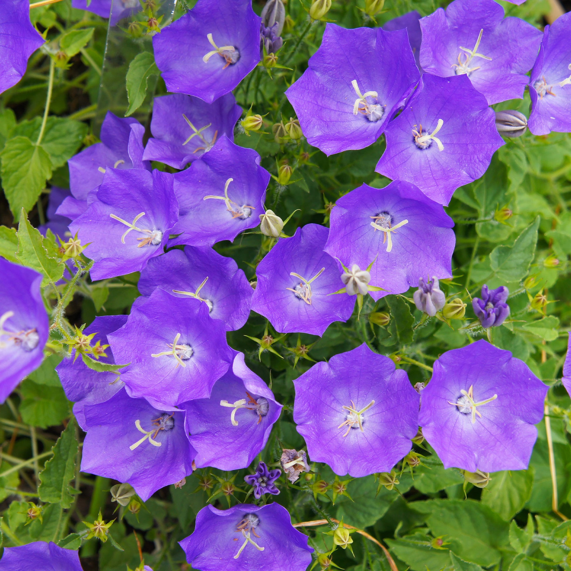 Campanule bleue des monts Carpathes vivace - Bakker