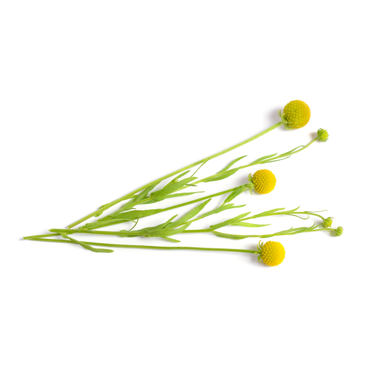 Cephalophora odorant Pineapples - Cephalophora aromatica - Bakker