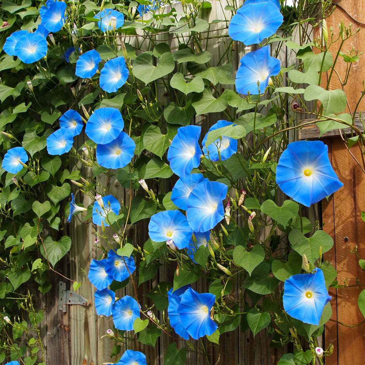 Ipomée à grandes fleurs Heavenly Blue - Ipomoea tricolor heavenly blue - Bakker