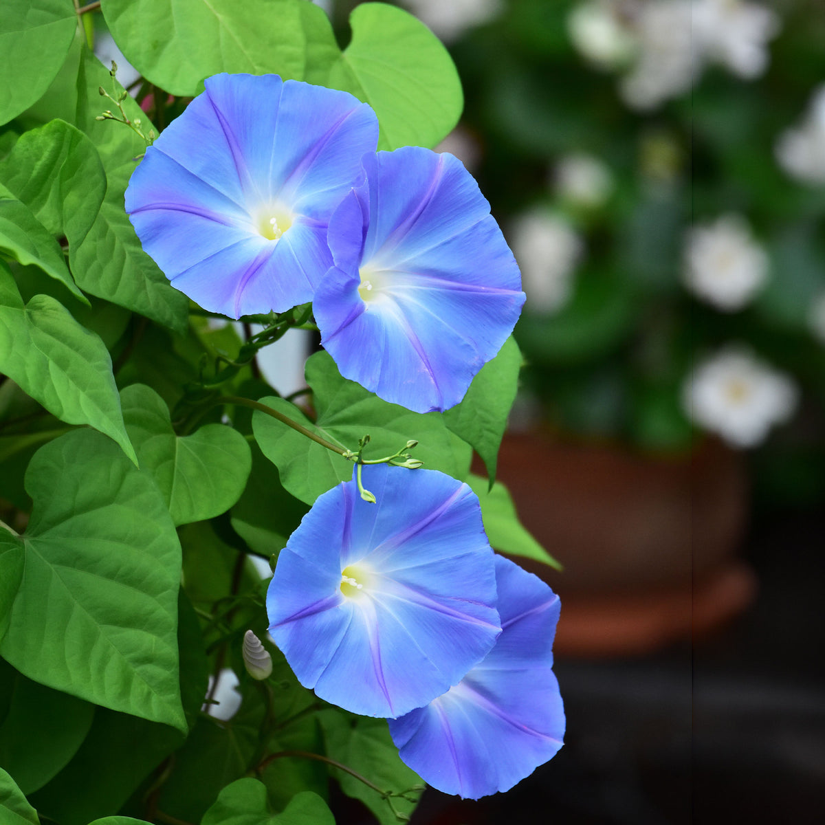 Ipomée à grandes fleurs Heavenly Blue - Bakker