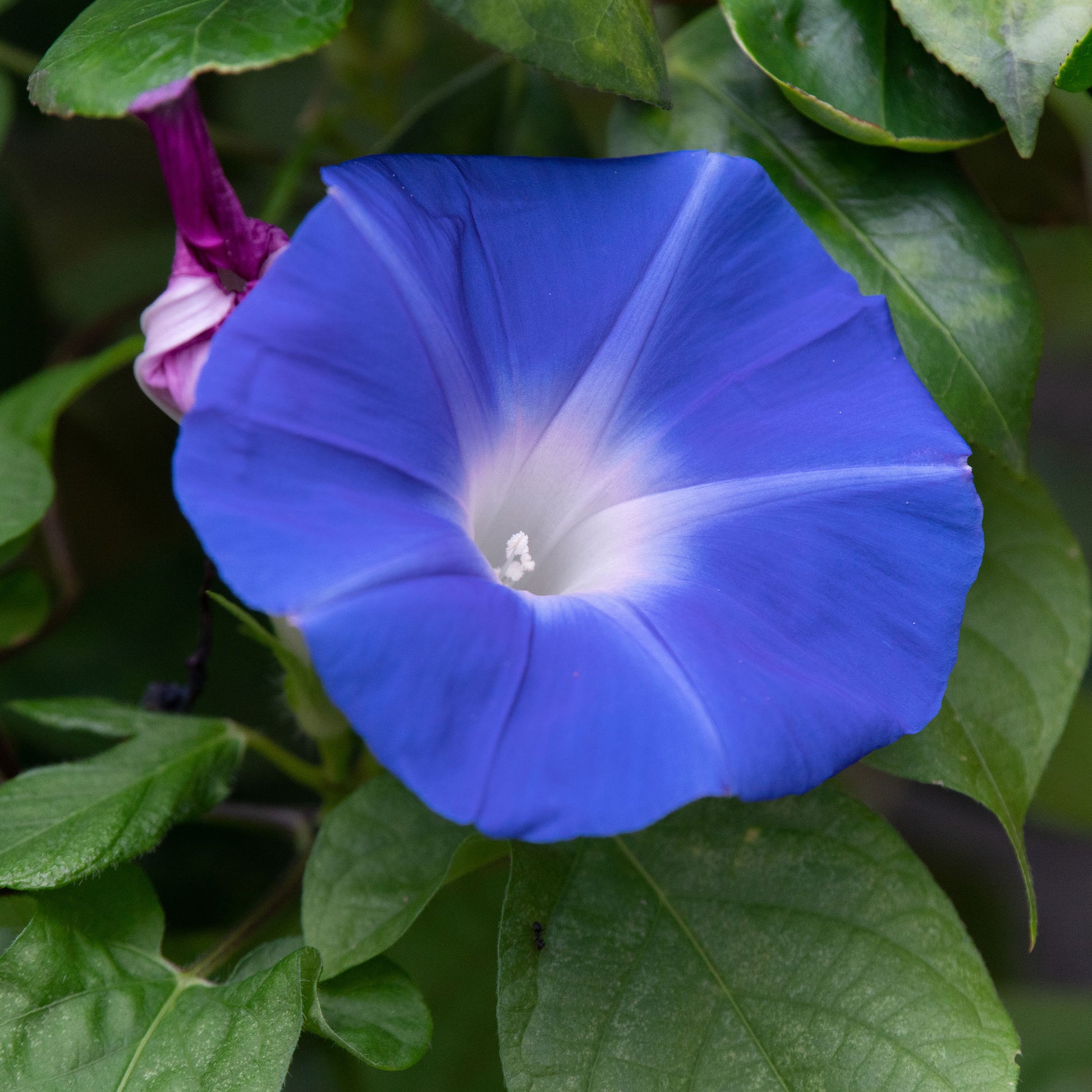 Graines de fleurs annuelles - Ipomée à grandes fleurs Heavenly Blue - Ipomoea tricolor heavenly blue