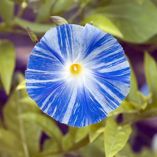 Ipomée à grandes fleurs Flying Saucer - Bakker
