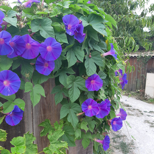 Ipomée à grandes fleurs Grandpa Ott - Bakker
