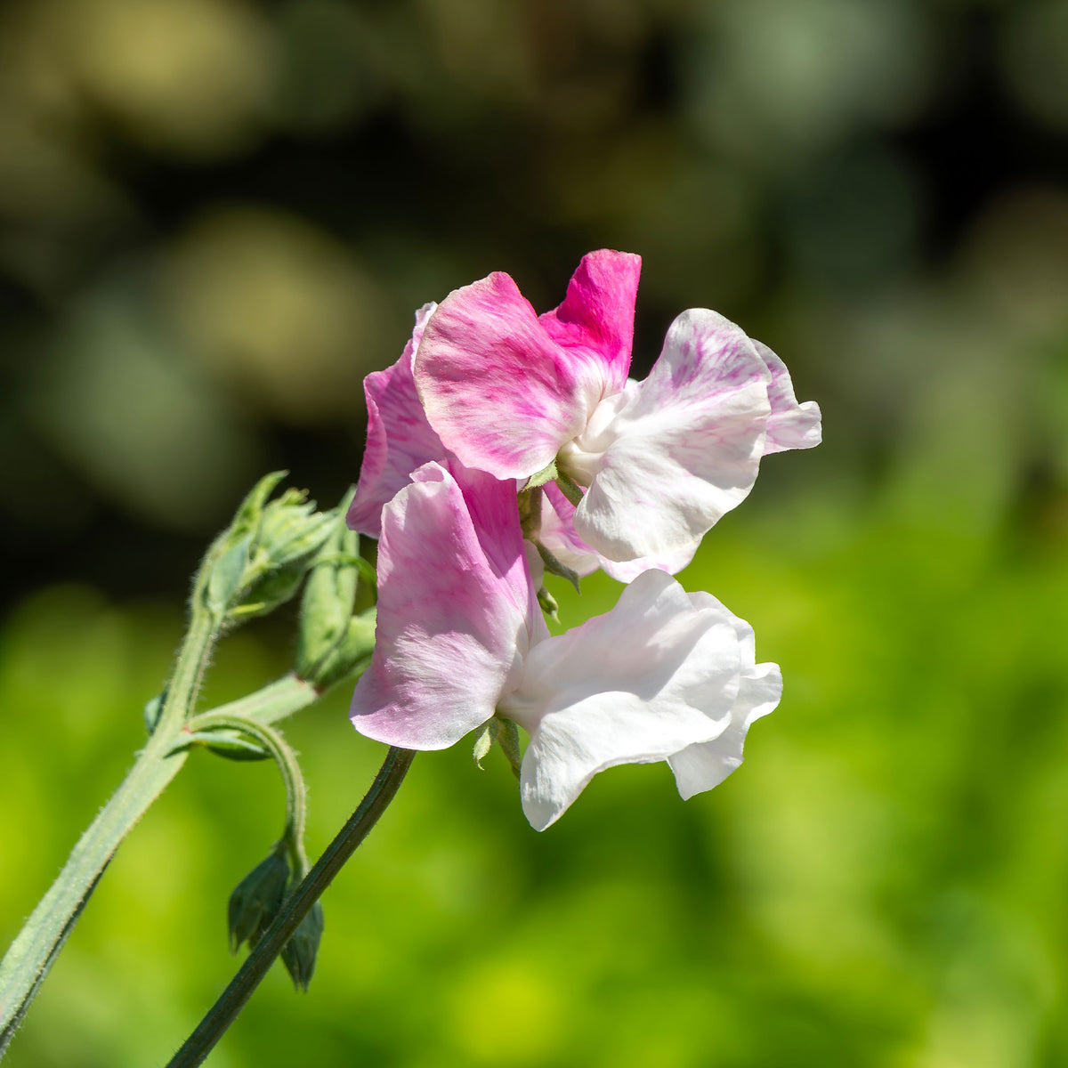 Lathyrus odoratus grandiflorus painted lady 1937 - Pois de senteur Painted lady 1937 - Graines de fleurs annuelles