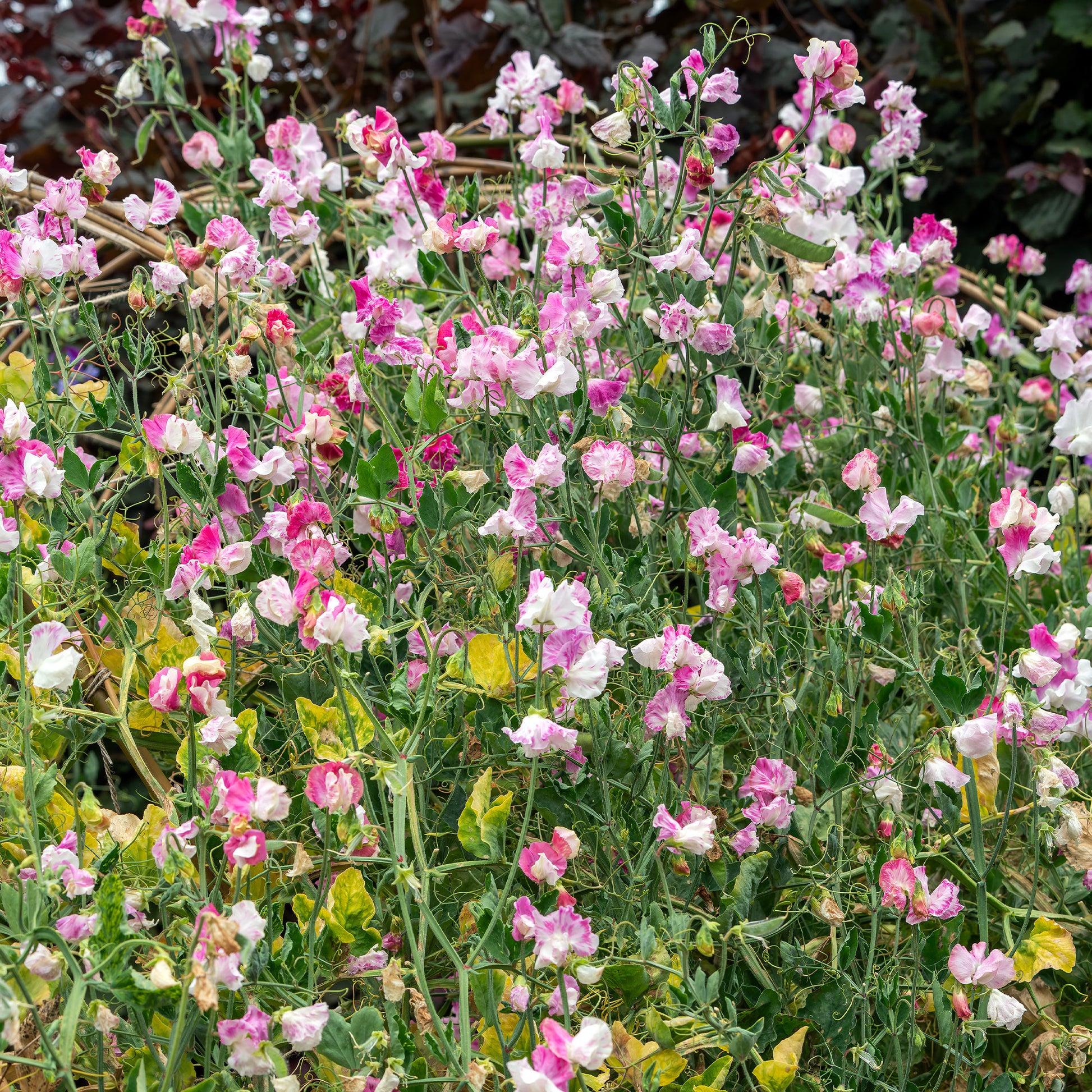 Pois de senteur Painted lady 1937 - Lathyrus odoratus grandiflorus painted lady 1937 - Bakker