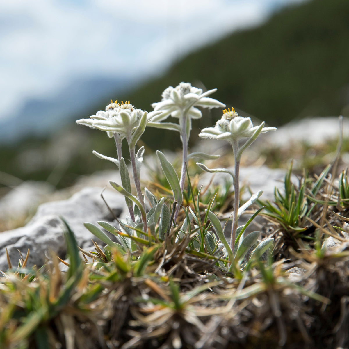 Leontopodium alpinum - Edelweiss vivace - Graines de fleurs pour massifs et bordures