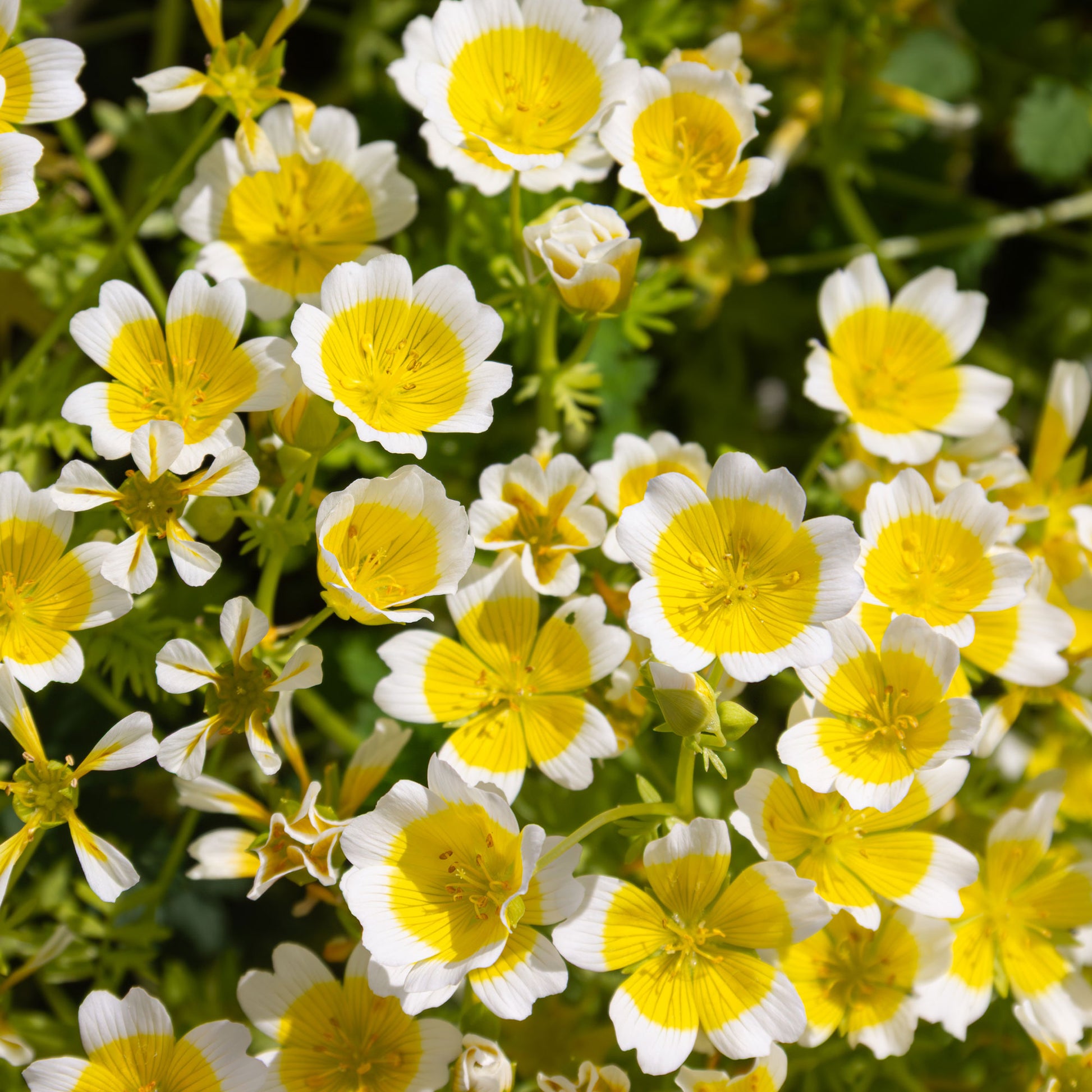 Limnanthe de Douglas - Limnanthes douglasii - Bakker