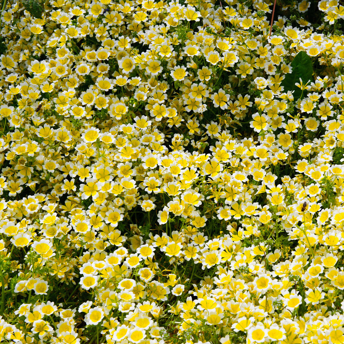 Limnanthes douglasii - Limnanthe de Douglas - Terrasse et balcon