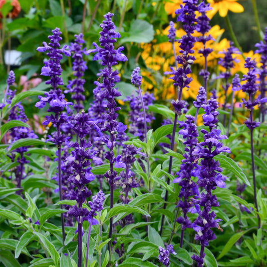 Sauge farineuse Blue Plus - Bakker