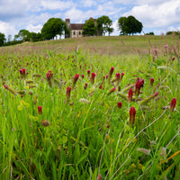 Vente Trèfle rouge Bio - Trifolium incarnatum