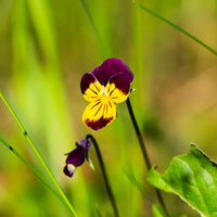 Viola cornuta helen mount - Violette cornue Helen Mount - Pensée - Terrasse et balcon