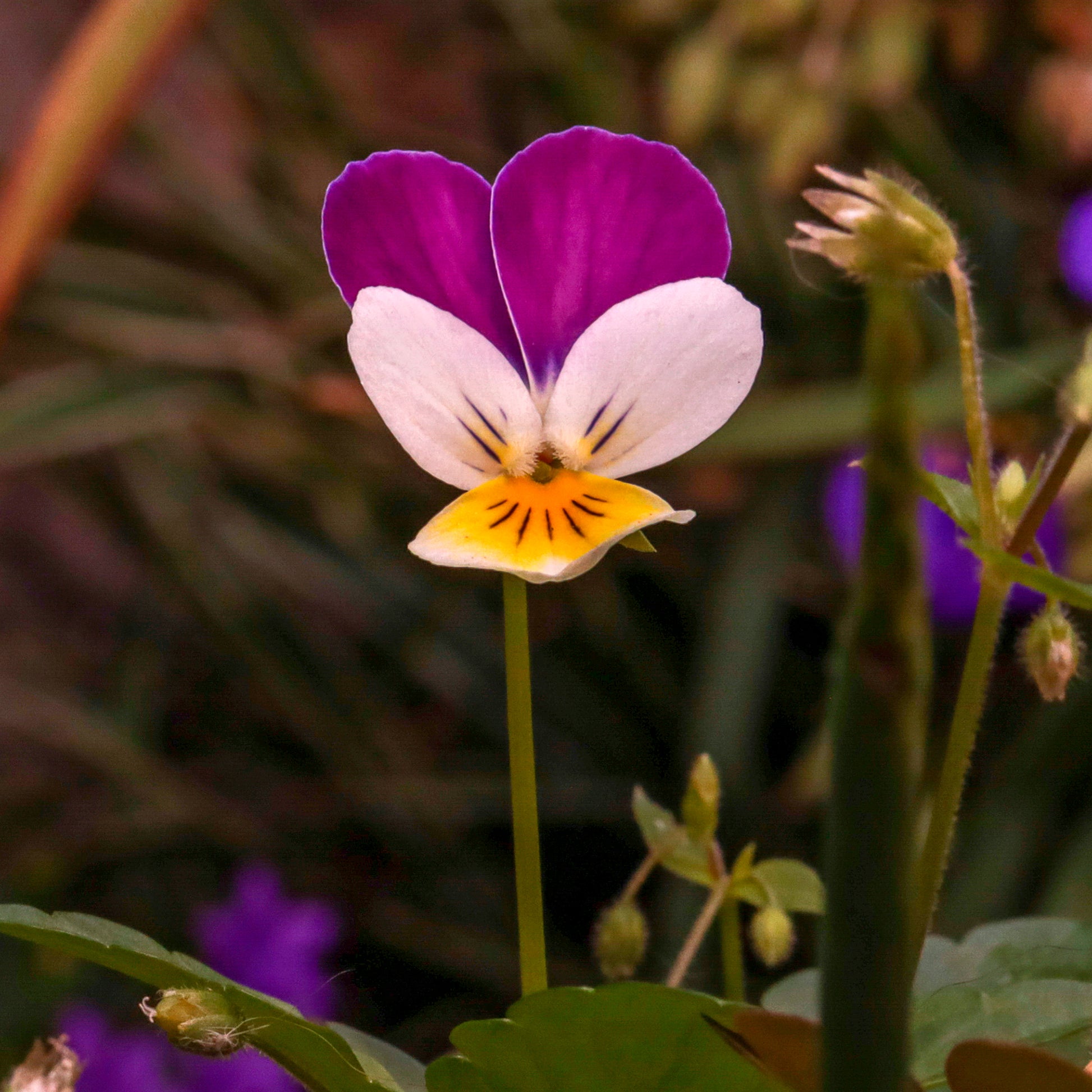 Terrasse et balcon - Violette cornue Helen Mount - Pensée - Viola cornuta helen mount