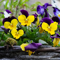 Violette cornue Helen Mount - Pensée - Bakker