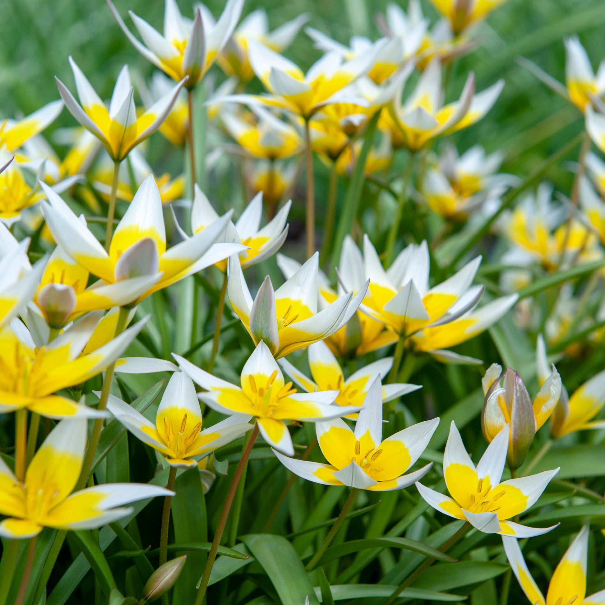 Vente 10 Tulipes botaniques Tarda - Tulipa tarda