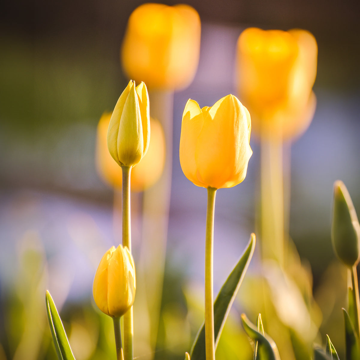 5 Tulipes longues tiges jaunes - Bakker
