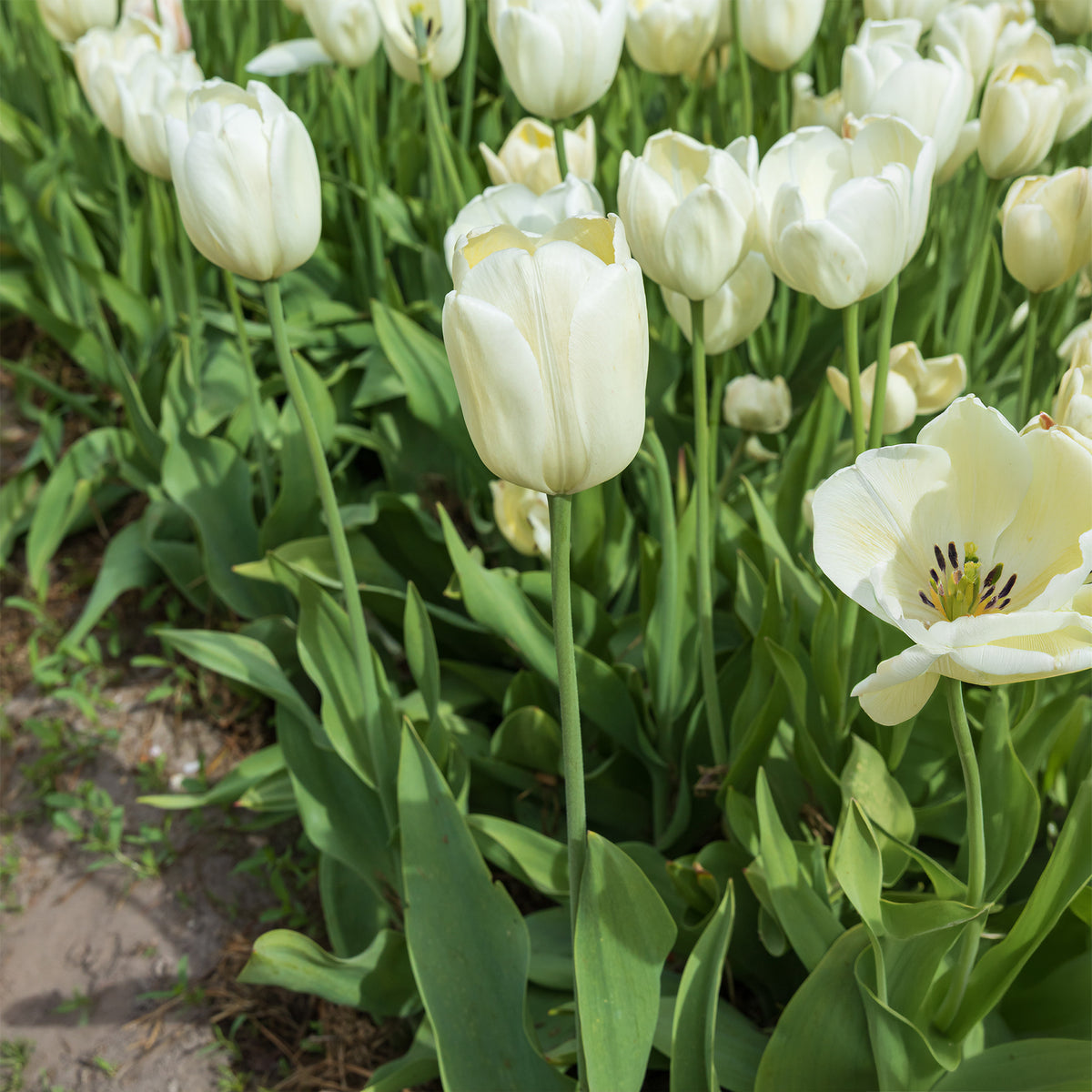 5 Tulipes longues tiges blanches - Bakker