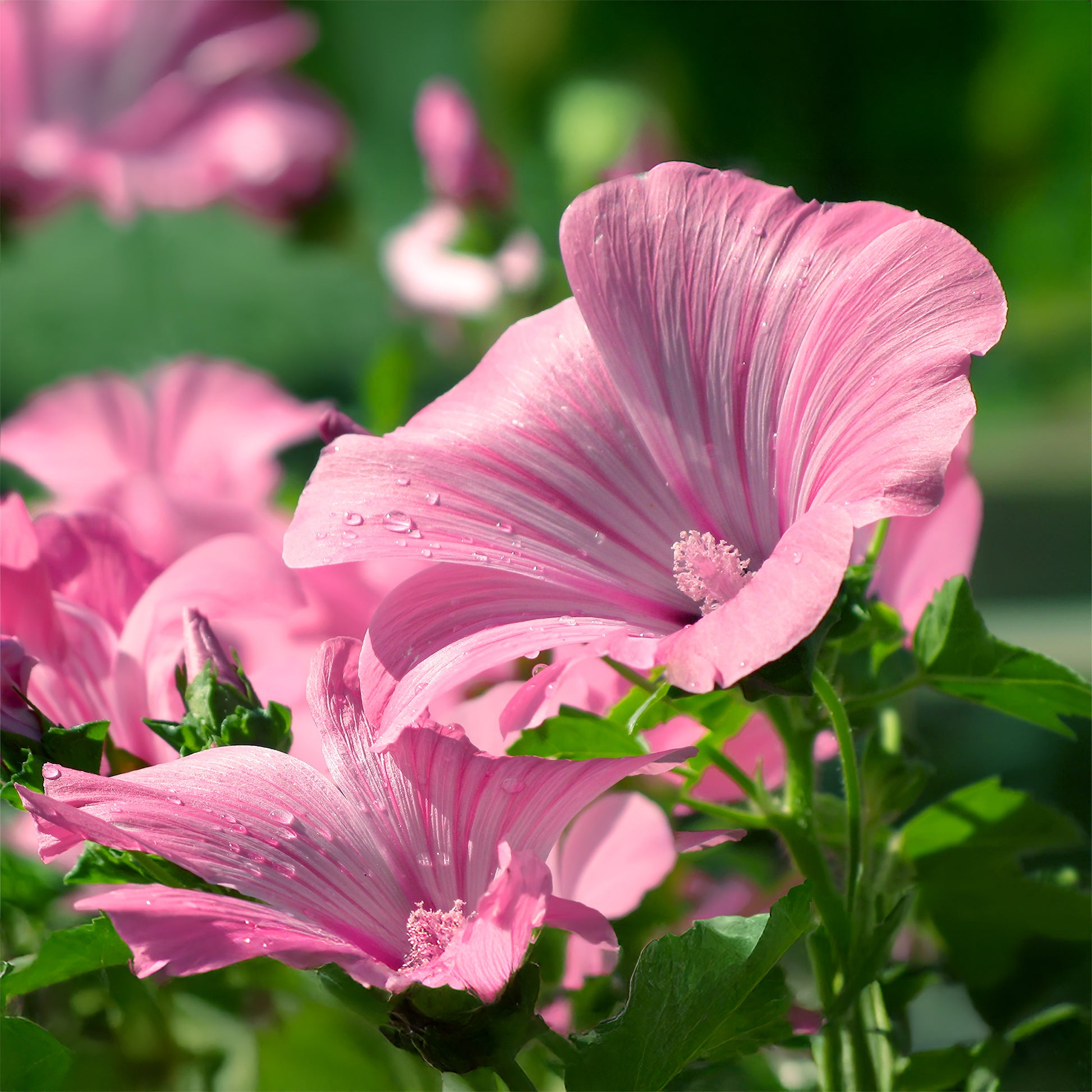 2 Lavatères - Lavatera - Bakker
