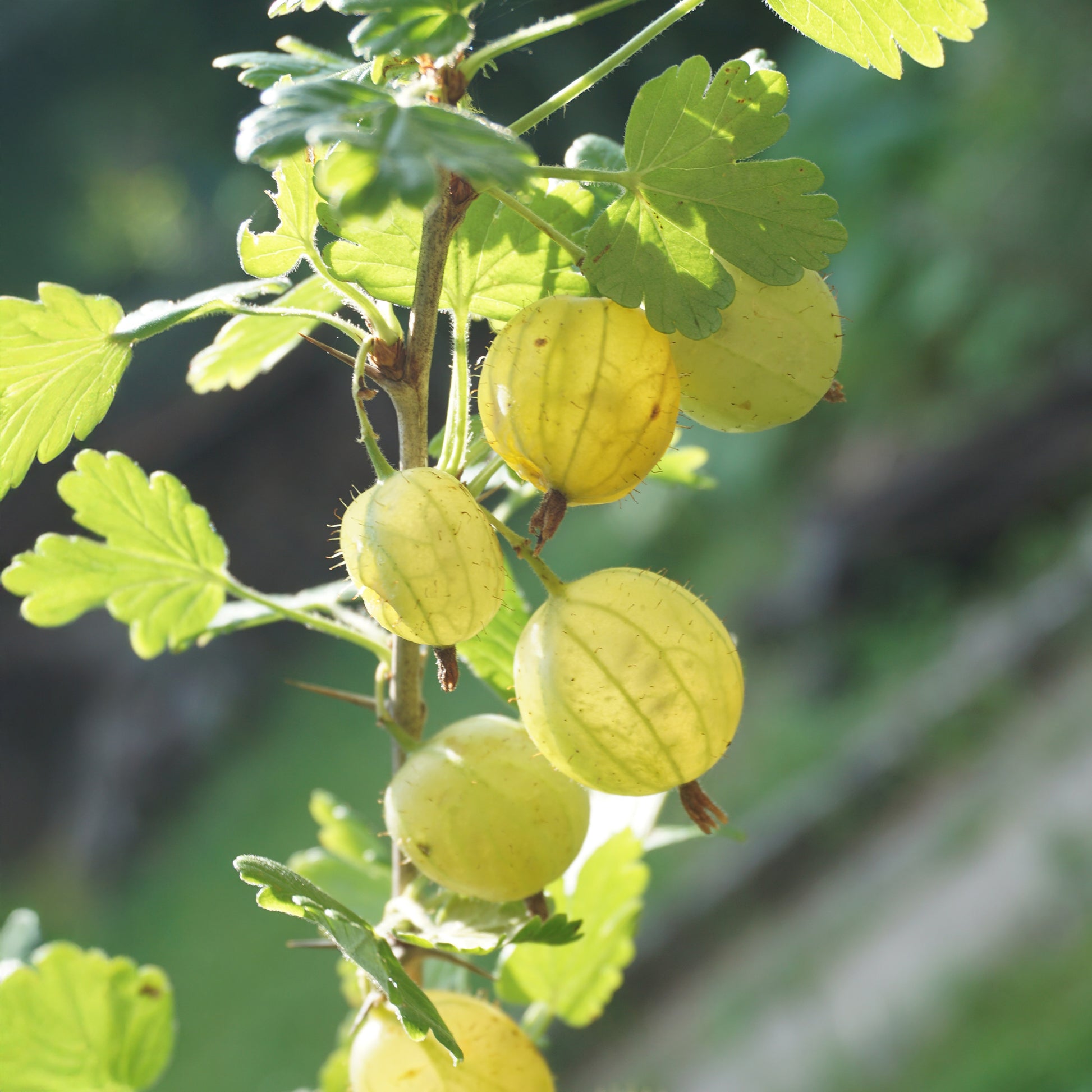 Groseillier à maquereau Invicta - Ribes uva-crispa invicta - Bakker