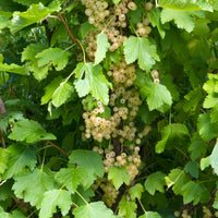 Groseillier White Pearl - Bakker