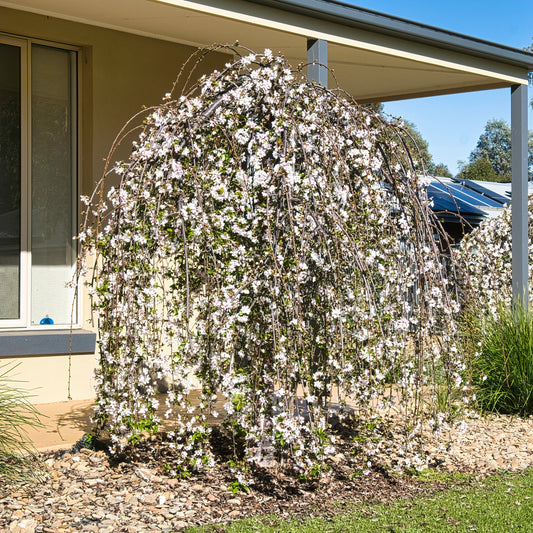 Cerisier à fleurs Snow Fountains - Bakker