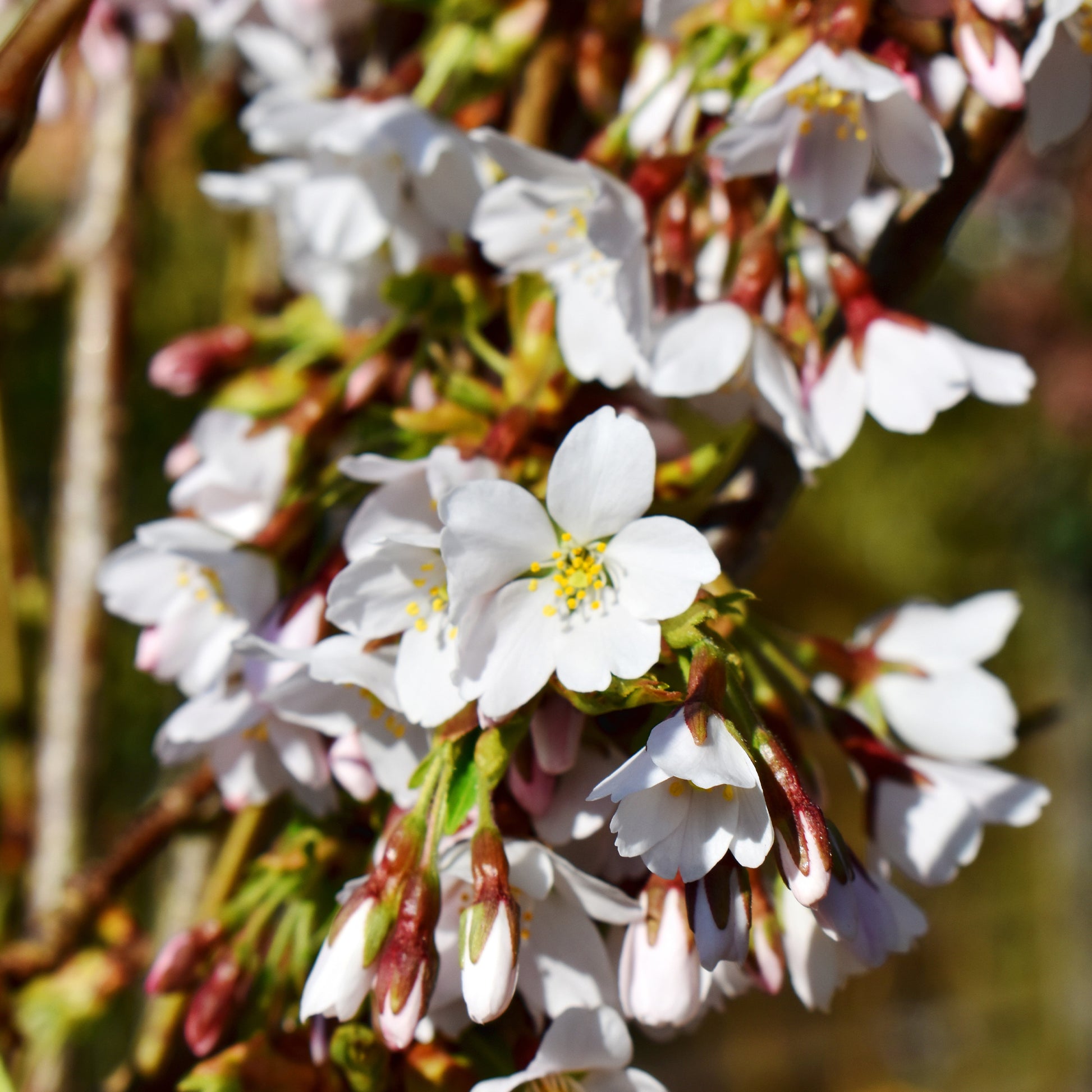 Cerisier à fleurs Snow Fountains - Prunus snow fountains - Bakker