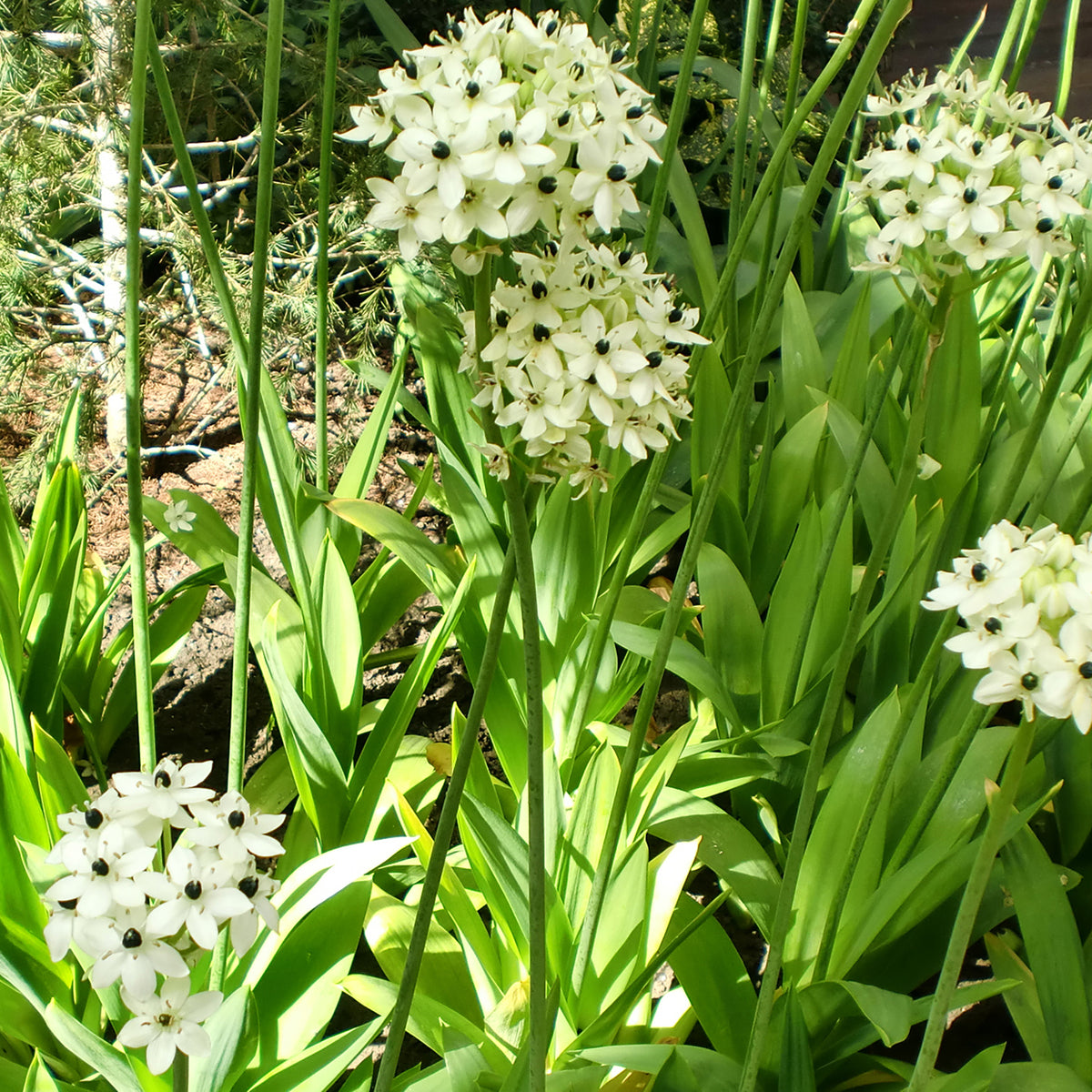 Ornithogalum saundersiae - 3 Ornithogales - Etoile de Bethléem - Bulbes de printemps