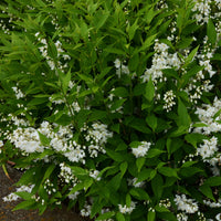 Deutzia pulchra - Deutzia pulchra - Bakker