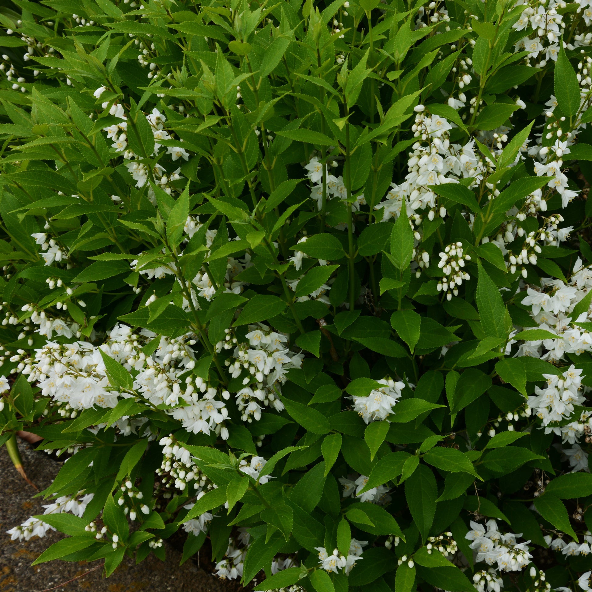 Deutzia pulchra - Deutzia pulchra - Bakker